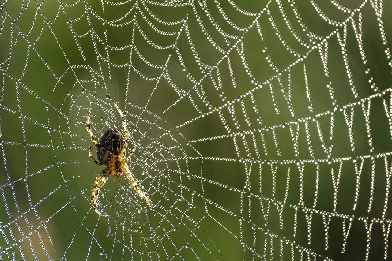 Dealing with Spiders and Insects: A Safety Guide